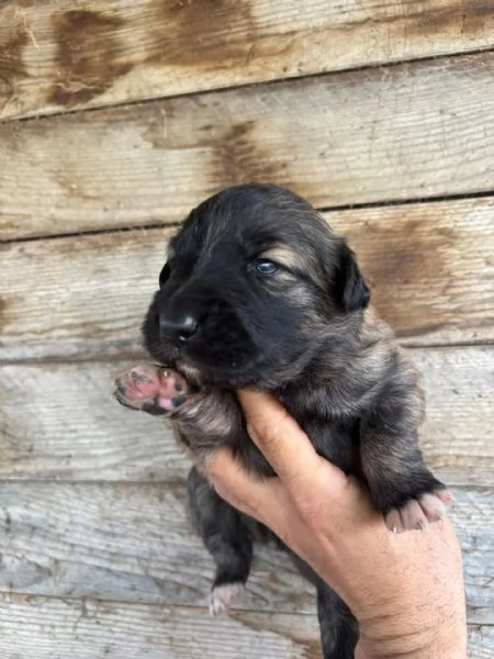 CAMILLA dolce cucciola futura taglia media cerca casa - in adozione 