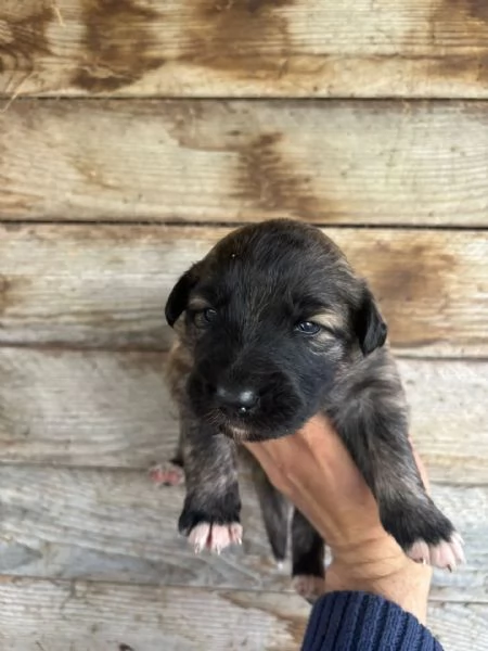 CAMILLA dolce cucciola futura taglia media cerca casa - in adozione  | Foto 3