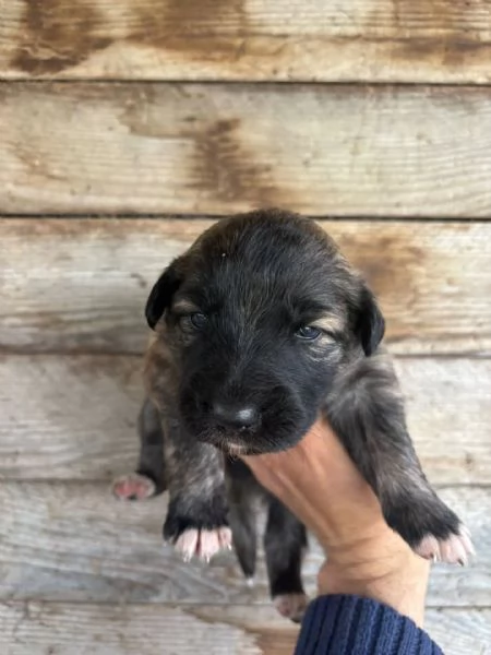 CAMILLA dolce cucciola futura taglia media cerca casa - in adozione  | Foto 2