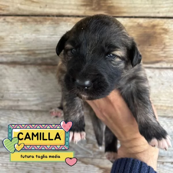 CAMILLA dolce cucciola futura taglia media cerca casa - in adozione  | Foto 1