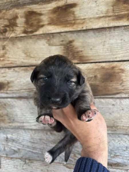 CAMILLA dolce cucciola futura taglia media cerca casa - in adozione  | Foto 0