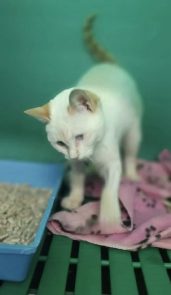 LUCILLA gattina 3 mesi cerca casa  | Foto 2