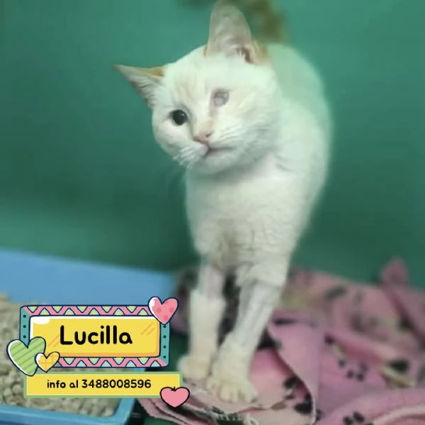 LUCILLA gattina 3 mesi cerca casa 