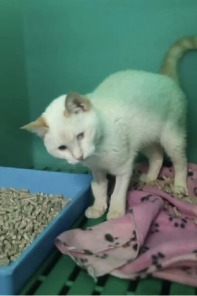 LUCILLA gattina 3 mesi cerca casa  | Foto 1