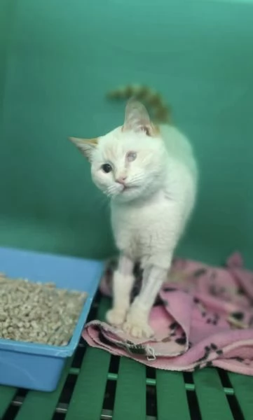 LUCILLA gattina 3 mesi cerca casa  | Foto 0