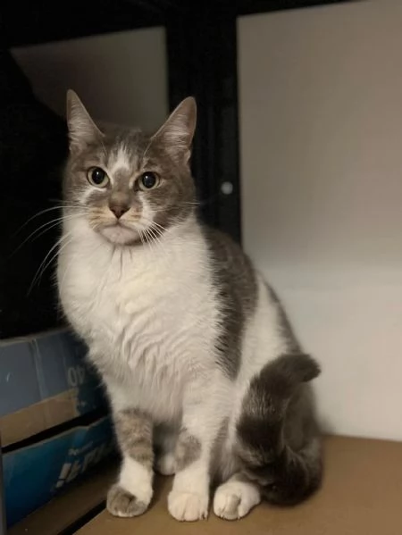 BOLLA dolce gattina 1 anno  cerca casa - in adozione | Foto 2