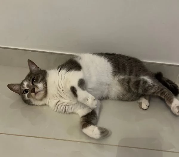 BOLLA dolce gattina 1 anno  cerca casa - in adozione | Foto 1