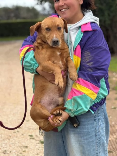 Vittorio dolce cagnolino 2 anni e mezzo cerca casa - in adozione | Foto 0
