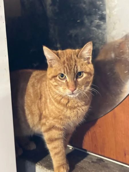 LEONE dolce gattino rosso 4 mesi cerca casa - in adozione  | Foto 2
