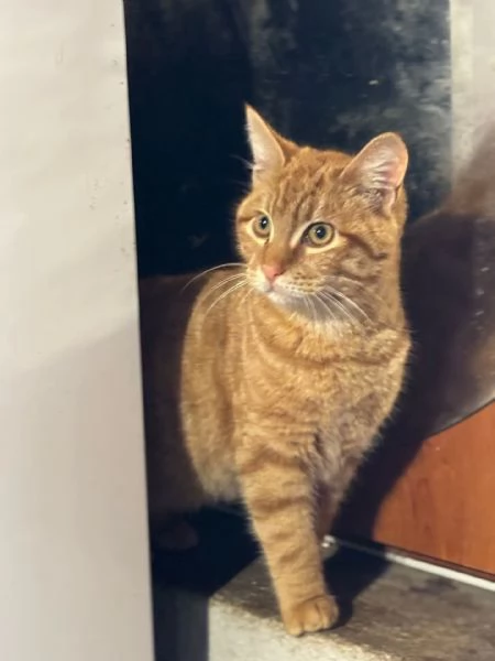 LEONE dolce gattino rosso 4 mesi cerca casa - in adozione  | Foto 0