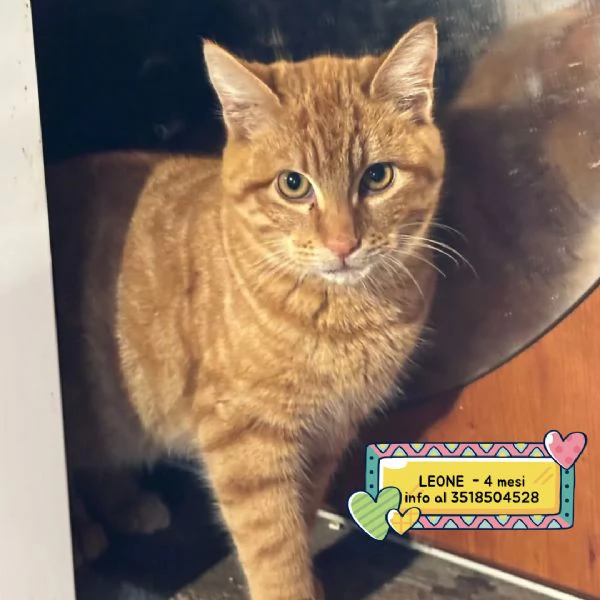 LEONE dolce gattino rosso 4 mesi cerca casa - in adozione 