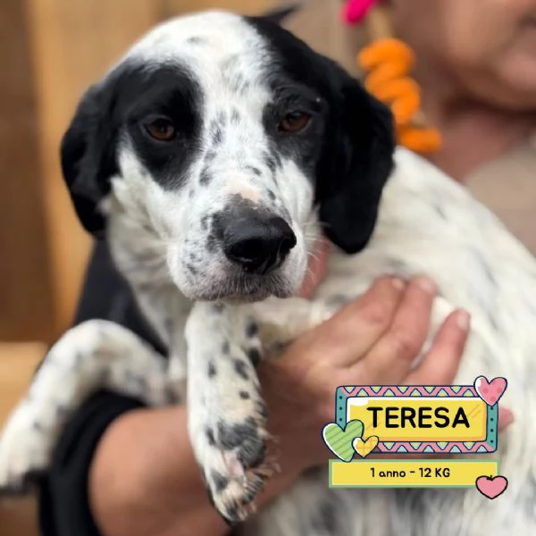 Teresa dolce cagnolina 1 anno cerca casa - in adozione
