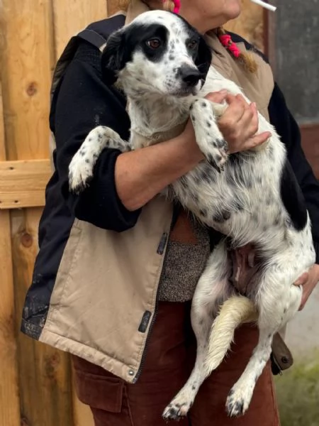 Teresa dolce cagnolina 1 anno cerca casa - in adozione | Foto 1