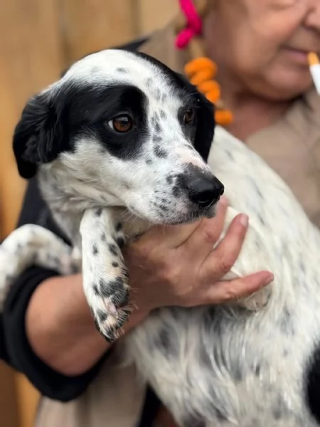 Teresa dolce cagnolina 1 anno cerca casa - in adozione | Foto 0