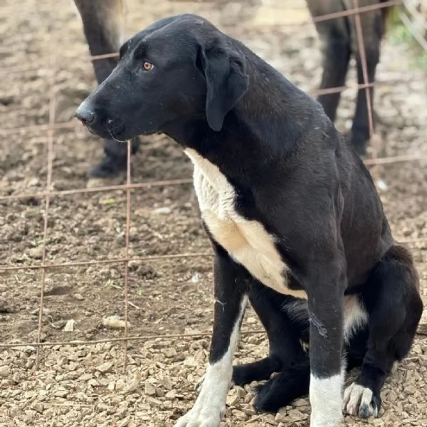 ATHEN 8 mesi cerca casa - in adozione pastore dell'asia centrale | Foto 1