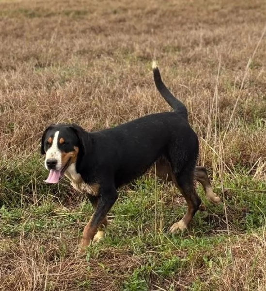 Bella grande bovaro svizzero 9 mesi cerca casa - in adozione | Foto 1