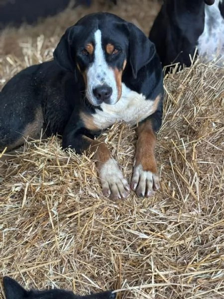 Bella grande bovaro svizzero 9 mesi cerca casa - in adozione | Foto 0