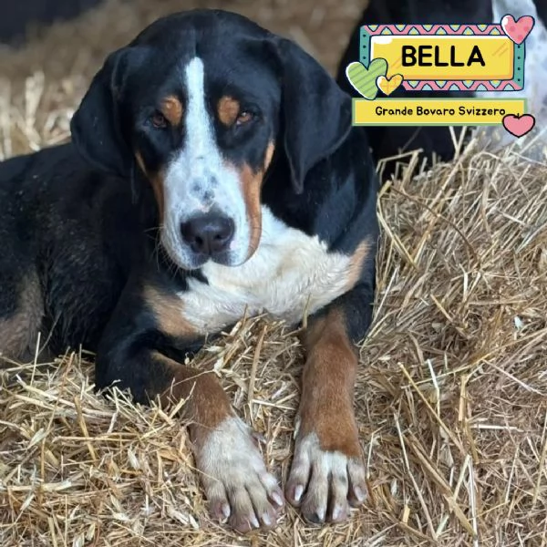 Bella grande bovaro svizzero 9 mesi cerca casa - in adozione