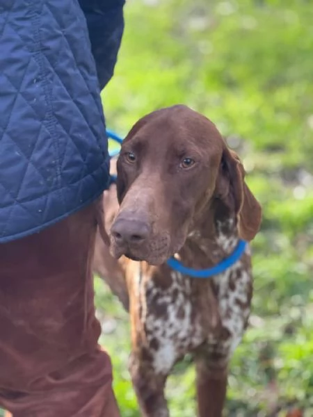 Alberto bracco tedesco puro 7 mesi cerca casa - in adozione | Foto 1