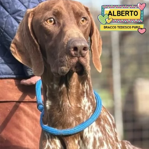Alberto bracco tedesco puro 7 mesi cerca casa - in adozione