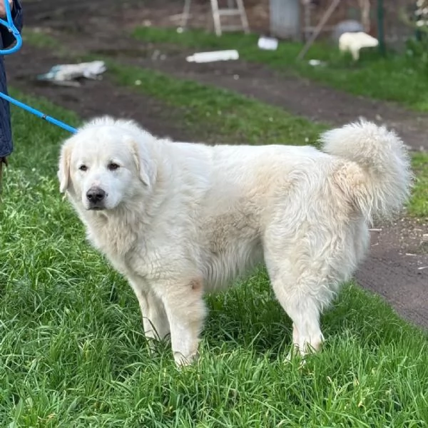 LUCKY 5 anni cerca casa - rinuncia di propriet&agrave; - pastore maremmano in adozione | Foto 1