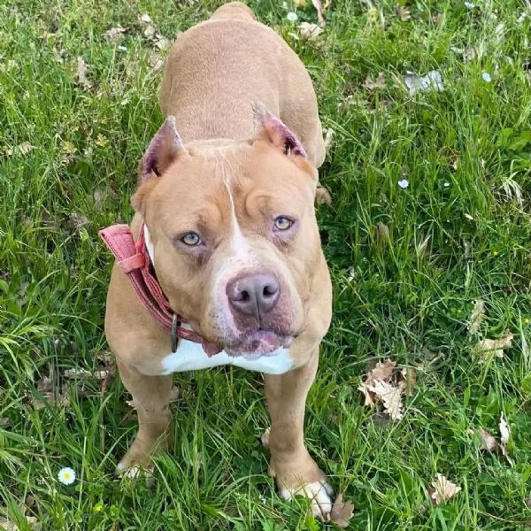 CHEYENNE american bully 5 anni cerca casa - in adozione  | Foto 2