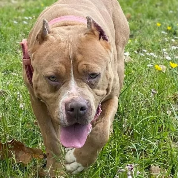CHEYENNE american bully 5 anni cerca casa - in adozione  | Foto 1