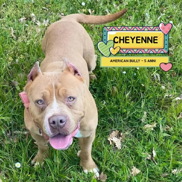 CHEYENNE american bully 5 anni cerca casa - in adozione 