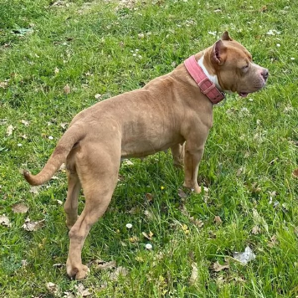 CHEYENNE american bully 5 anni cerca casa - in adozione  | Foto 0