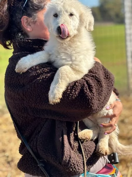 MIRTO dolce cucciolo 3 mesi pastore maremmano cerca casa - in adozione | Foto 1