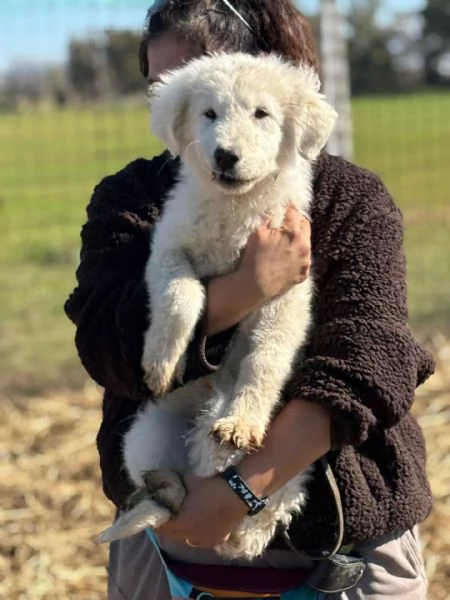 MIRTO dolce cucciolo 3 mesi pastore maremmano cerca casa - in adozione | Foto 0
