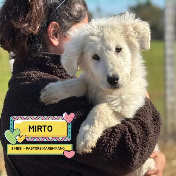 MIRTO dolce cucciolo 3 mesi pastore maremmano cerca casa - in adozione