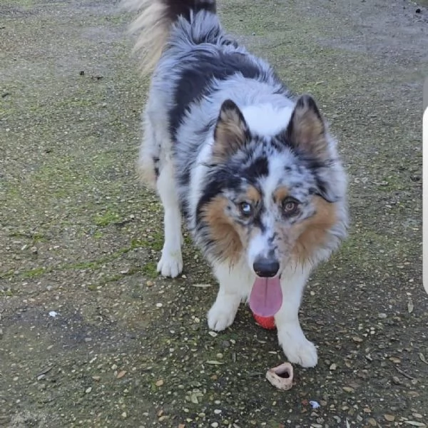 BOO - Border Collie mantello blu merle cerca casa - in adozione | Foto 2