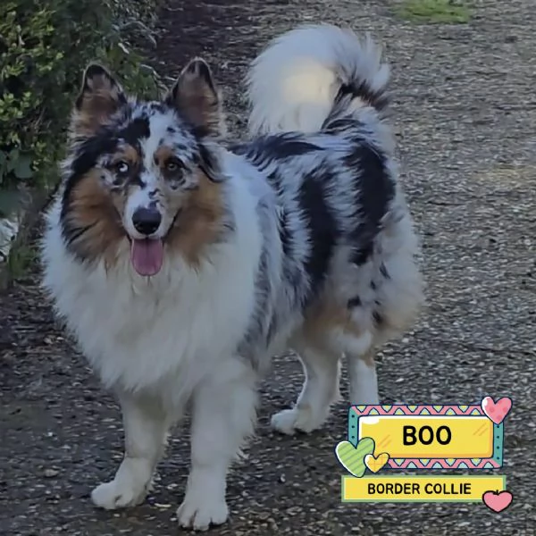 BOO - Border Collie mantello blu merle cerca casa - in adozione