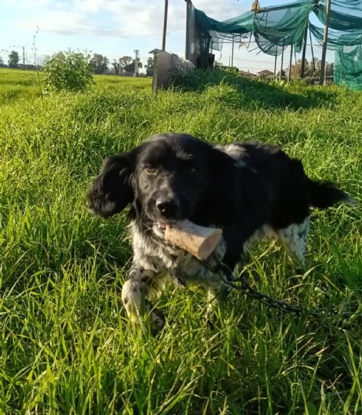 ALEX  8 mesi cerca casa - mix breton springer spaniel in adozione  | Foto 2