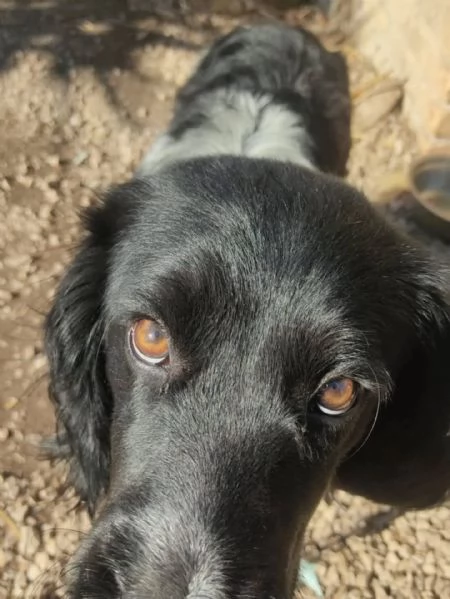 ALEX  8 mesi cerca casa - mix breton springer spaniel in adozione  | Foto 1