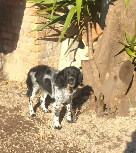 ALEX  8 mesi cerca casa - mix breton springer spaniel in adozione  | Foto 0