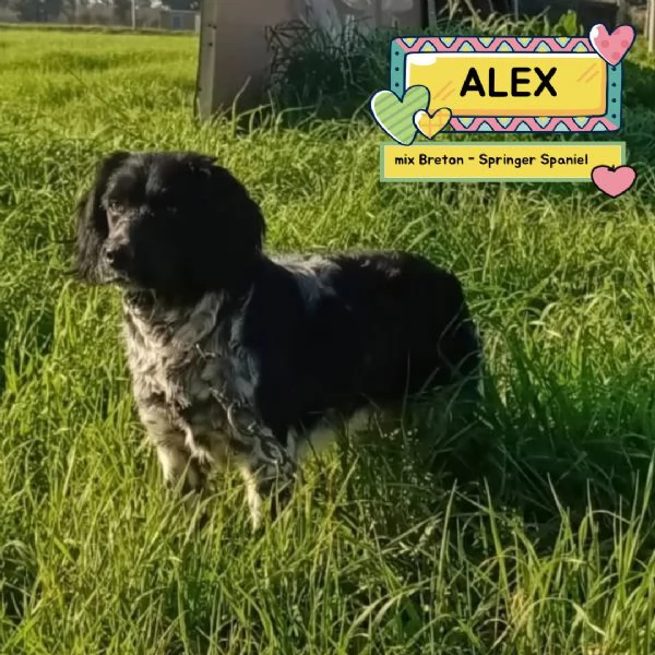ALEX  8 mesi cerca casa - mix breton springer spaniel in adozione 
