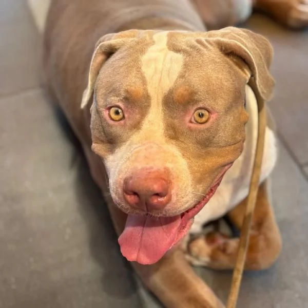 KAOS american bully XL 3 anni cerca casa - in adozione  | Foto 1