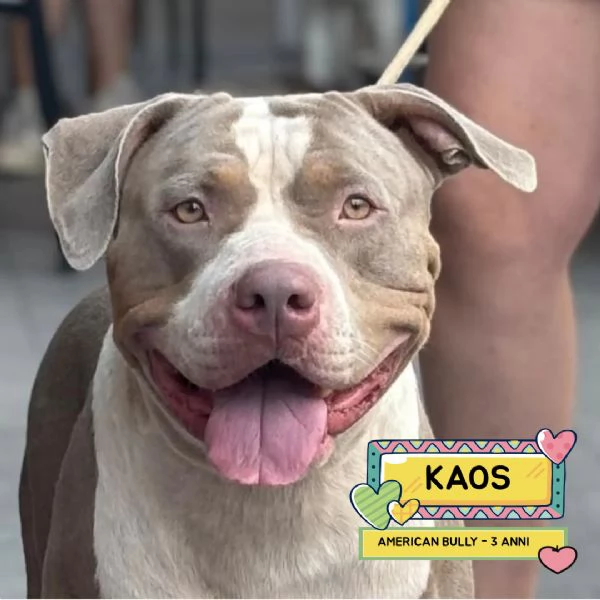 KAOS american bully XL 3 anni cerca casa - in adozione 