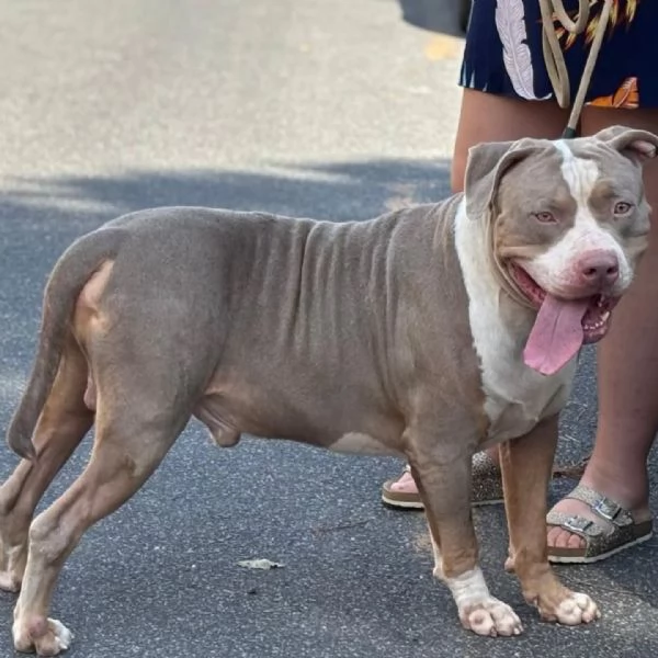KAOS american bully XL 3 anni cerca casa - in adozione  | Foto 0