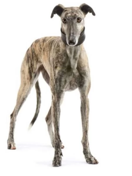 Virna - galgo spagnolo femmina 7 anni cerca casa - in adozione  | Foto 0