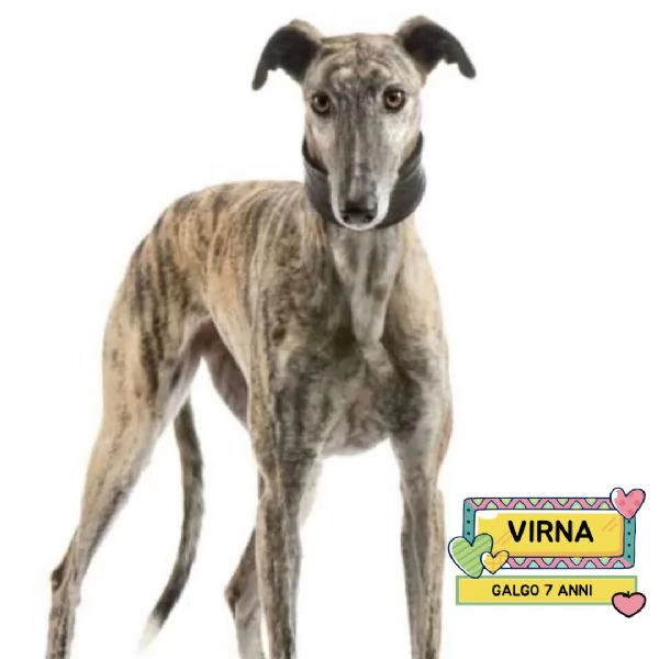 Virna - galgo spagnolo femmina 7 anni cerca casa - in adozione 