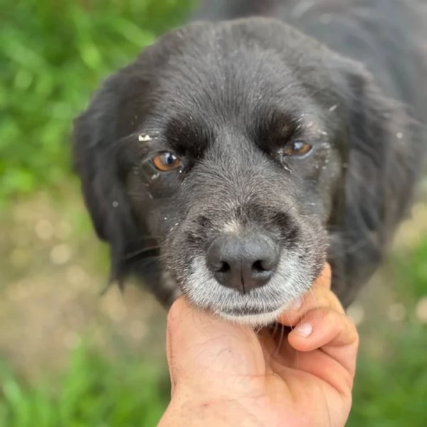 MOLLY dolce cagnolina taglia medio-piccola cerca casa - in adozione | Foto 1