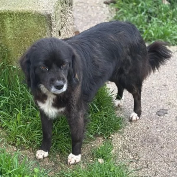 MOLLY dolce cagnolina taglia medio-piccola cerca casa - in adozione | Foto 0