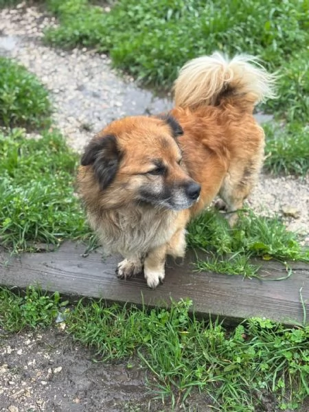 LUCIANO cagnolino dolce e simpatico taglia contenuta cerca casa - in adozione | Foto 1