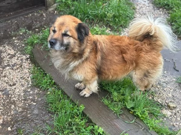 LUCIANO cagnolino dolce e simpatico taglia contenuta cerca casa - in adozione | Foto 0