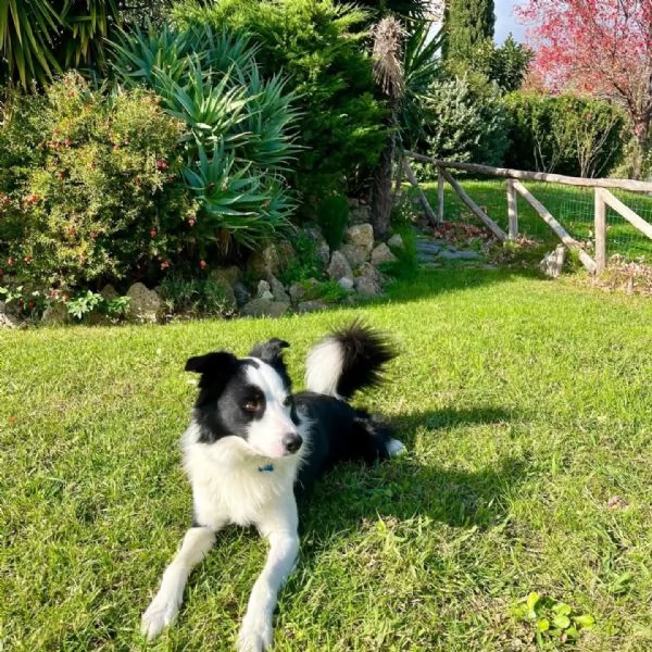 YAGO - border collie 4 anni cerca casa - in adozione  | Foto 4