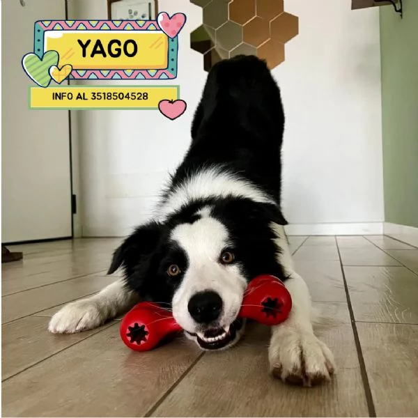 YAGO - border collie 4 anni cerca casa - in adozione 