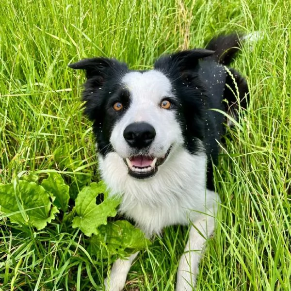 YAGO - border collie 4 anni cerca casa - in adozione  | Foto 3